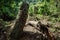 religious holy stone artifact in the middle of the tropical rainforest jungle with historic meaning