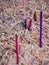 Religious incense sticks at a Japanese Temple - TOKYO, JAPAN - JUNE 12, 2018