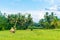 Religious paddy shrine and offerings to the gods in rice fields, Bali