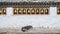 The religious prayer wheels and dog in Bhutan