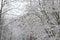 Remaining orange leaves in a forest covered in snow