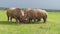 The remaining twoNorthern white rhinos accompanied by southern white rhino behind