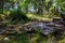 Remainings of a destroyed wooden building in the forest of Hanko Finland