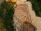 Remains of an ancient mosaic of Orthodox church at Tel Shikmona in Haifa  Israel.