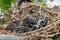 The remains of the baby bird died inside its nest