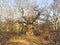 The remains of a bare once proud ancient Oak tree