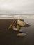 Remains of a bowhead whale in Barrow Alaska.