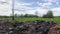 Remains of the burned wooden building in the field.