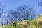 The remains of burnt trees on a blue sky background, Stebbins Cold Canyon, Napa Valley, California