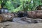 The remains of a campfire made with three thick logs and a metal pod in the background