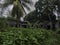 Remains of a civilian hospital built by the Japanese on Tonoas Island, Truk