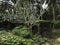 Remains of a civilian hospital built by the Japanese on Tonoas Island, Truk