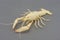 The remains of the crayfish molt isolated on isolated on gray background