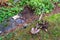 Remains of a dead bush dug out of a wet fall garden, shovel with rusted blade, and leather work gloves