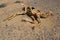 Remains of a dead camel in the Eastern Desert, Egypt