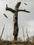 Remains of a dead dry tree standing alone in the field with birds flying above.