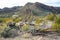 Remains of a dead Organ Pipe Cactus in Arizona