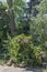 The remains of a fallen tree after a heavy thunderstorm in Berlin, Germany.