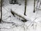 Remains of a fallen tree trunk covered with snow in a winter forest