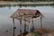 Remains of home in water, Angkor Wat, Cambodia