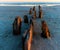 Remains of A Hurricane Damaged Pier on Folly Beach