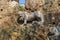 Remains of lion skulpture on the ruins of a castle in Monterano Natural Preserve, Lazio, Italy