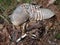 Remains of Nine-banded Armadillo (Dasypus Novemcinctus) Lying on Ground.