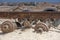 Remains of an old abandoned truck in the desert