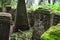 Remains of old church cemetery gravestones on Island Of Art in center of Orava River Dam, northern Slovakia