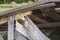 The remains of an old, destroyed roof lie on the ground after the demolition of the barn. Day.