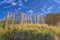 Remains of old fence in the meadow