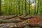 The remains of an old tree rotting in the forest