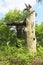 Remains of a once mighty oak tree in Sherwood Forest