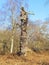 The remains of a once proud Oak Tree standing in Sherwood Forest