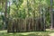 Remains of picket fence at Fort Cooper State Park - Inverness, Florida, USA