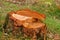 Remains of pine tree after timber extraction