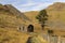 The remains of Rhosydd Chapel