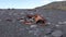 Remains of a shipwreck at the beach of Djupalonssandur, Snaefellsnes Dritvik, Iceland