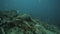 The remains of a sunken ship at the bottom of the Caribbean sea, Cuba