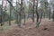 Remains of trenches lines of World War One in pine spring forest of Volyn. Traces of Trench warfare WW1 nowadays. Battleground of