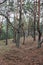 Remains of trenches lines of World War One in the pine spring forest of Volyn. Traces of Trench warfare WW1 nowadays. Battleground