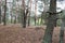 Remains of trenches of World War One in pine spring forest of Volyn. Battleground of Brusilov Offensive or June Advance