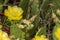 Remarkable green cactus with yellow flowers, called prickly pear