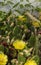Remarkable green cactus with yellow flowers, called prickly pear