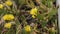 Remarkable green cactus with yellow flowers, called prickly pear