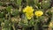 Remarkable green cactus with yellow flowers, called prickly pear