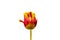Rembrandt Tulip Helmar isolated on white background, centered. This beautiful Triumph Tulip is an amazing mixture of primrose