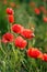 Remembrance day, Anzac Day, serenity Opium poppy, botanical plant, ecology. Poppy flower field, harvesting. Summer and spring,