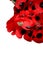 Remembrance Day Armistice Poppy Wreath Scene