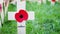 Remembrance day display in Westminster Abbey